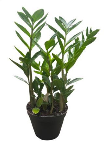 4" Zamiacalcus Dwarf ZZ